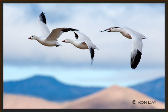 Snow Geese, (Chen caerulescens), Bosque del Apache